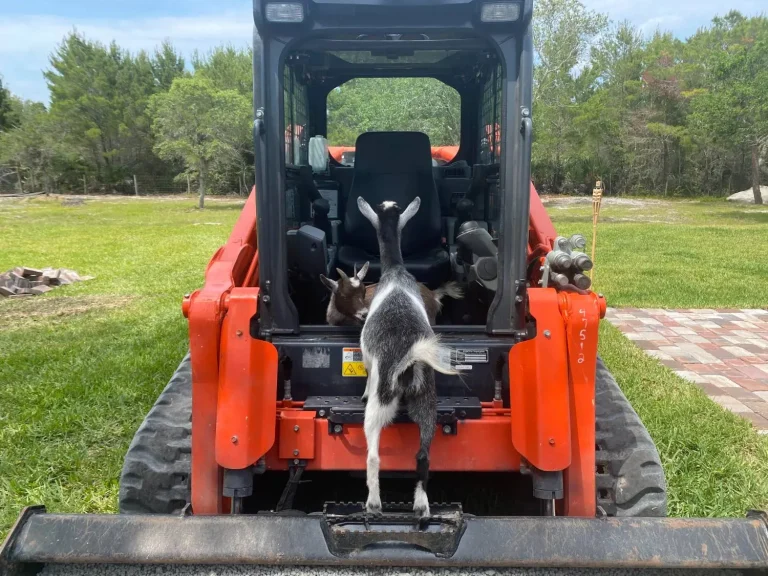 Bobcat & excavator